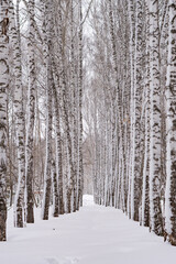 Winter in Siberia. A beautiful view of the snow-covered birch alley in the city park