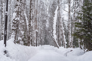 Winter in Siberia. A beautiful view of the snow-covered birch alley in the city park