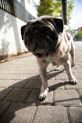 Obraz premium A pug's walking time