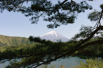 view through asian trees of mount fuji in the distance with a tiny bit of haze, blue skies, and greenery, there is snow on top of the mountain, tree branches are seen with green