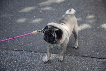 Pug doesn't want go for a walk