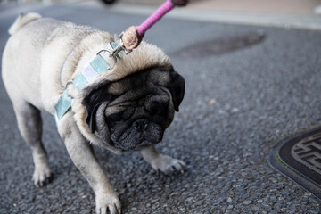 Pug doesn't want go for a walk