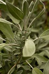 sage
