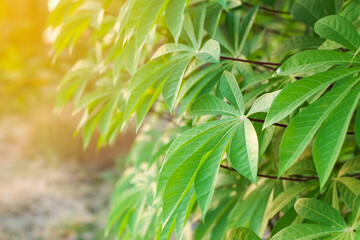 Group fresh green leaves of cassava trees in fram agriculture at evening time with orange light...