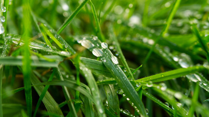 Green grass with water droplets after rain
