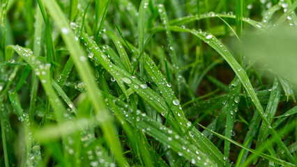 Fototapeta na wymiar Green grass with water droplets after rain