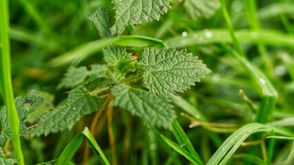 Stinging nettle in green grass after rain
