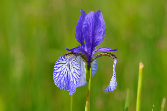Sibirische Schwertlilie (Iris sibirica)	