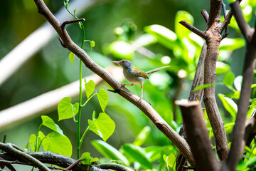 Common Tailorbird