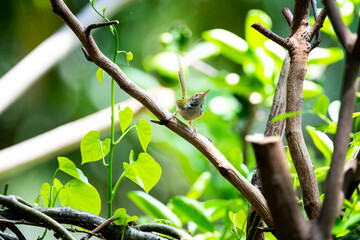 Common Tailorbird