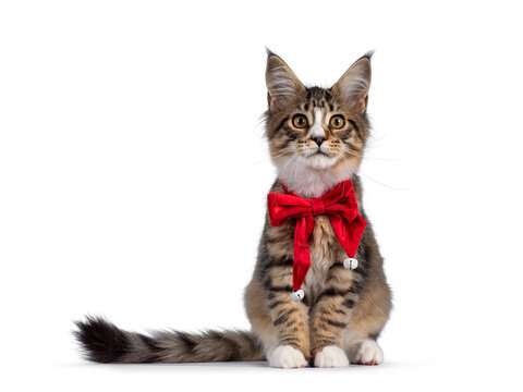 Cute alert brown tabby with white Maine Coon cat kitten, sitting facing front wearing red velvet christmas bow tie. Looking curious straight to camera. Isolated on white background.