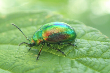 Very detailed close up image of green shiny metallic beetle in south German forest
