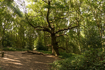 Fototapeta premium Otoño en Manningtree, Inglaterra