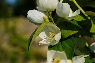 Jasmine flowers blossoming on bush in sunny day