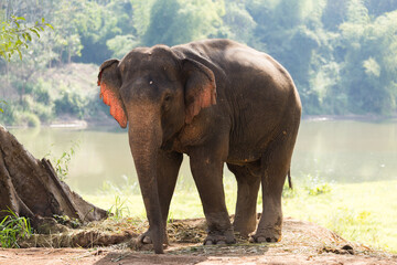 Elephant standing under tree backlit by river in Laos elephant sanctuary