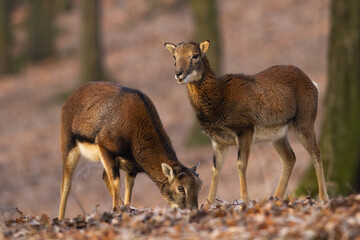 Two mouflon, ovis orientalis,s standing in forest in autumn nature. Brown ewes feeding on foliage in woodland in fall. Wild female mammals looking on leaves.