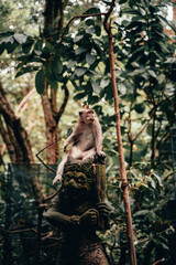 Monkey from Bali