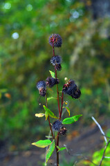 Close up thistle flowers on blurred background. Vertical view. Vladivostok, Russia