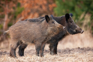Naklejka na ściany i meble Two alert wild boars, sus scrofa, standing on field in autumn nature. Attentive hairy animals looking aside on dry grass in fall. Dirty brown mammals observing on meadow.