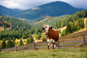 Fototapeta na wymiar Brown cow with a white pattern on a mountain pasture on the background of sky and autumn mountains. Sunny autumn morning in the Carpathians