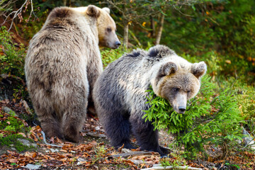 Fototapeta premium Two young brown bears in the authumn forest