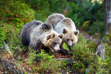 Two young brown bears in the authumn forest
