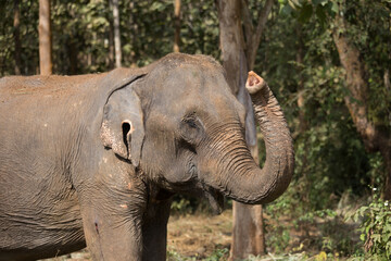 Elephant standing under tree in Laos elephant sanctuary