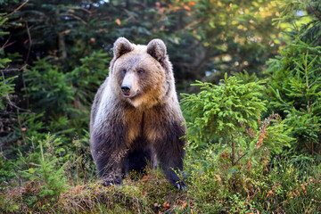Naklejka na ściany i meble Young european brown bear in the authumn forest
