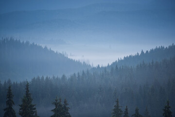 Naklejka na ściany i meble Misty mountain forest landscape in the morning. Carpathian valley with fog.