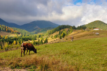 Fototapeta na wymiar Brown cow with a white pattern on a mountain pasture. Foggy autumn morning in the Carpathians