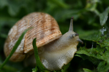 snail on a leaf