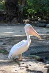 The great white pelican bird in garden at thailand