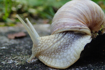 Big brown snail image in Munich, Germany, Helix pomatia species