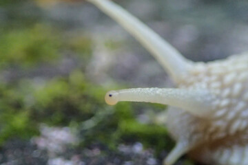 Super macro close up image of snail eye