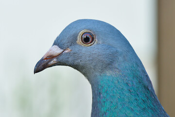 Portrait einer Felsentaube	