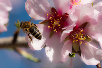 bee on flower