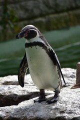 Fototapeta premium Serious Penguin