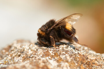 Dunkle Erdhummel (Bombus terrestris)	
