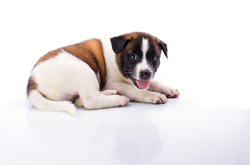 Puppy with white and brown hair healthy and strong. Soft healthy hair On white background