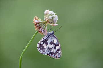 A beautiful butterfly Melanargia galathea on a pink field flower clover
