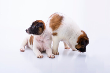 Two puppies with a white and brown coat are healthy and strong, with soft hair on a white background.