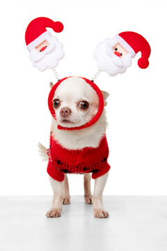 Cute posing. Little Chihuahua dog posing like Christmas deer isolated on white background. Concept of Christmas, 2021 New Year's, winter mood, holidays. Copyspace for ad, postcard. Looks happy, funny