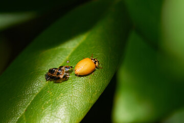 Asiatischer Marienkäfer beim Schlupf