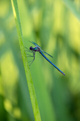Fototapeta premium Beautiful damselfly Calopteryx splendens on a blade of grass in the river