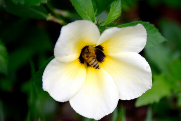 White-yellow flower blooming with a small bee looking for nectar and blurred green leaves in the garden.