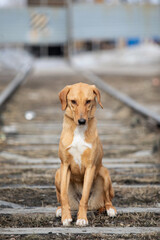red sad stray dog sitting on railway tracks