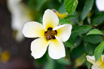 White-yellow flower blooming with a small bee looking for nectar and blurred green leaves in the garden.