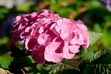 rosa blühende Hortensie (Hydrangea), Deutschland, Europa