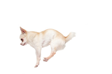 Chihuahua companion dog jumping. Cute playful white creme doggy or pet playing isolated on white studio background. Concept of motion, action, movement, pets love. Looks happy, delighted, funny.