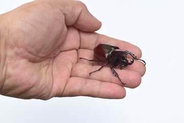 Rhinoceros beetle, Hercules beetle, Unicorn beetle, horn beetle, male in gentle hand on white background